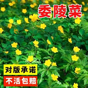 委陵菜种籽白头翁种子蛤蟆草种子庭院多年生景观地被植物耐寒耐阴