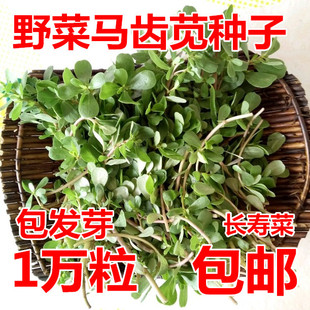 马齿苋种子 中药四季盆栽野菜马齿菜蚂蚱菜长寿菜马齿苋种子