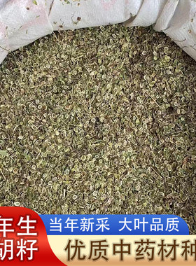 前胡种子大叶中药材籽种秧苗多年生白花山独活种植种苗草药孑子