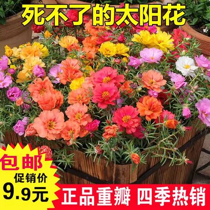 太阳花种子死不了半枝莲花籽春播庭院易种大花马齿苋盆栽阳台耐旱
