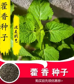 藿香种子四季薄荷茴香草种籽