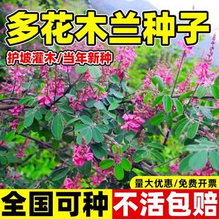 多花木兰种子护坡固土灌木草籽小冠花荒山复绿四季可播马棘草种籽