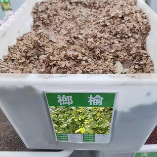 榔榆种子盆景苗树种子榆树籽白榆种子种籽榆树多年生种孑
