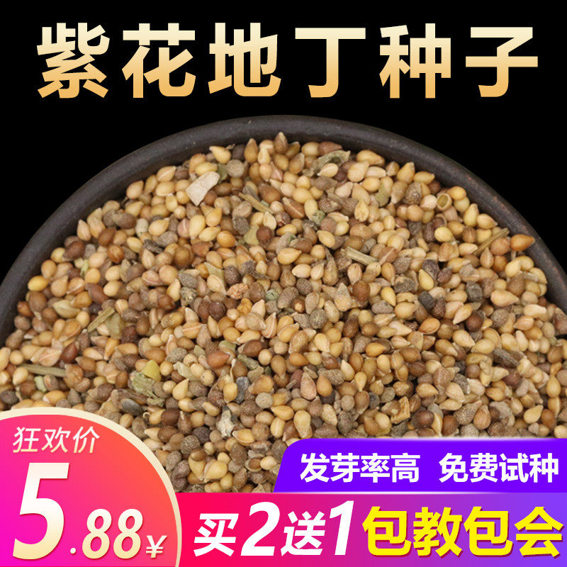 紫花地丁种子中药材紫花地丁花种籽四季种植盆栽药用苦地丁种孑