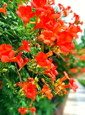 夏季,秋凌霄凌霄花种子爬