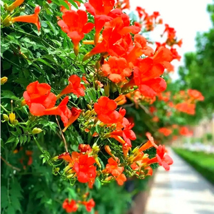 凌霄花种子爬藤植物易活炮仗花四季攀爬种植芳香炮竹花籽