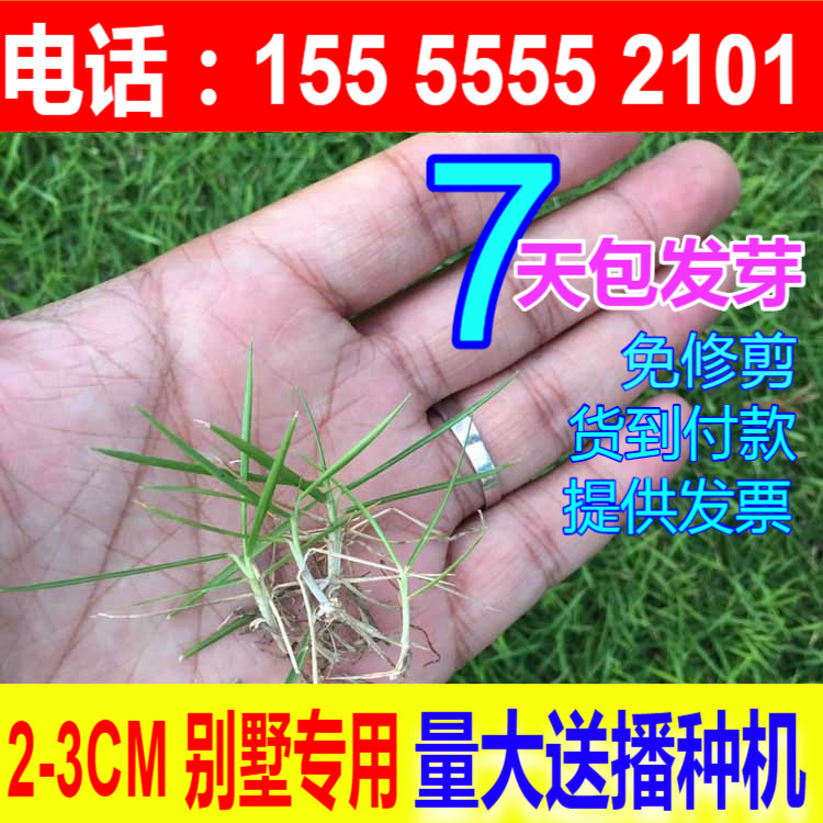草坪种子狗牙根进口四季青护坡草百慕大草种籽绿化草皮种子 - 封面