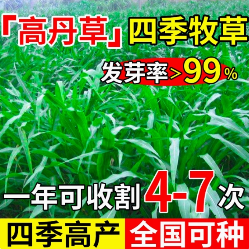 鱼草种籽四季苏丹草种籽高产牧草种子高丹王草播种喂鸡鸭羊牛鹅兔