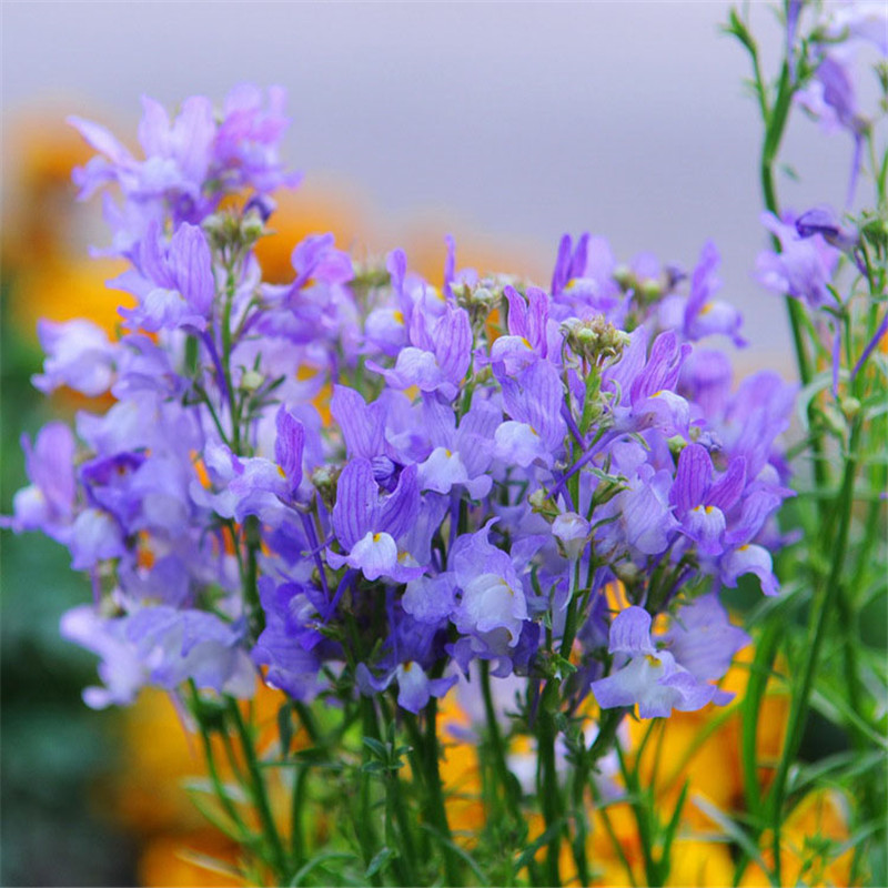 塔莎的花园秋季花种子