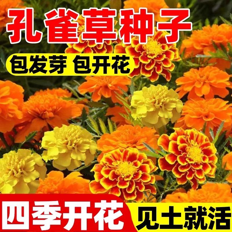 孔雀草花籽四季播种开花易活景观绿化耐寒花卉阳台庭院鲜花种籽子