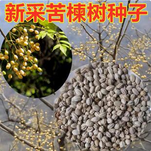 新采苦楝树种子 楝树紫花树种子 苦楝种子楝枣种子苦楝子种籽包邮