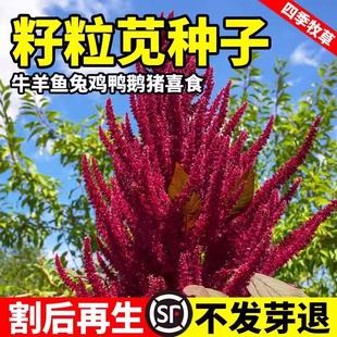 美国籽粒苋种子四季牧草种籽高蛋白千穗谷鸡鸭鹅猪草籽家禽苋菜孑