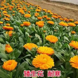 易活花籽庭院耐旱花草 秋冬种多年生室外花种子易种耐寒金盏菊四季