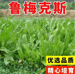 鲁梅克斯种子俄罗斯饲料菜多年生高产型进口牧草种籽猪牛羊鸡鸭鹅