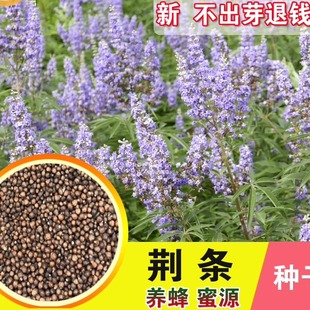 新黄荆条种子荆条树种子蜜源植物荆条花种子杜荆柴黄金子灌木包邮