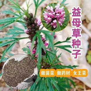 可食用益母草种子中药材女性养颜补血四季盆栽易活野生有机蔬菜籽