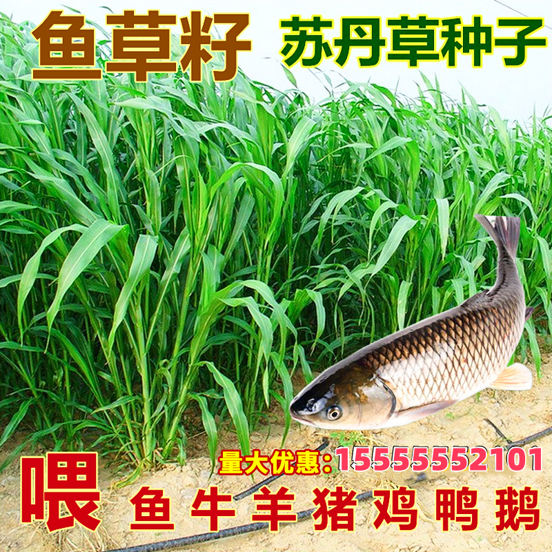 多年生牧草种籽高丹王草种籽苏丹草草籽鸭鹅牛羊鱼草种籽四季高产