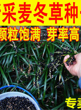 玉龙草四季常青绿化耐寒种子