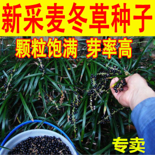 新采麦冬草种子玉龙草四季常青麦冬草籽绿化矮麦冬草种耐寒草坪子