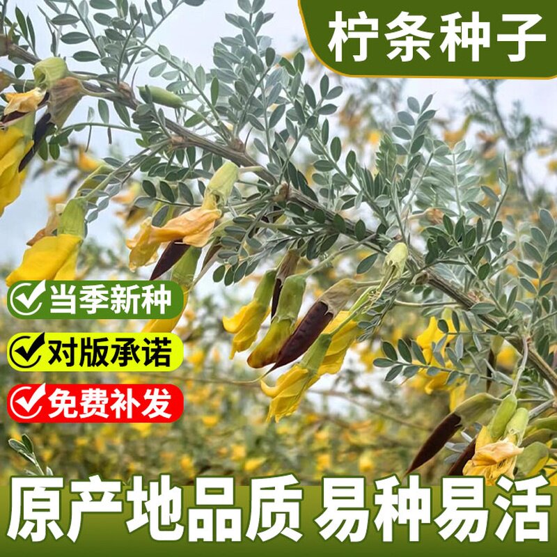 柠条种子 小叶锦鸡儿种籽 抗旱治沙多年生护坡绿化林木灌木 包邮