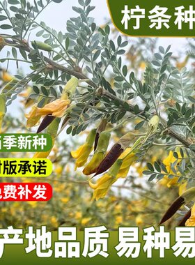柠条种子 小叶锦鸡儿种籽 抗旱治沙多年生护坡绿化林木灌木 包邮