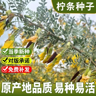 柠条种子 小叶锦鸡儿种籽 抗旱治沙多年生护坡绿化林木灌木 包邮
