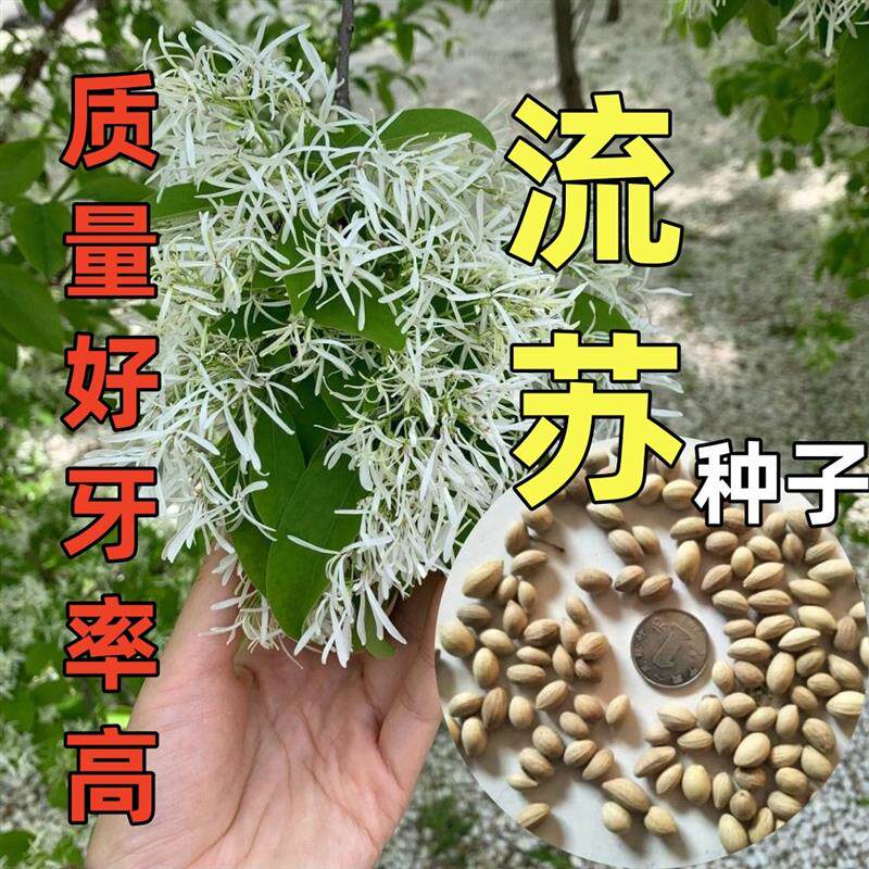 正宗流苏树种子油棘新采野生种子阳台庭院国宝级椴树四季耐寒