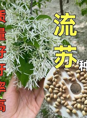 正宗流苏树种子油棘新采野生种子阳台庭院国宝级椴树四季耐寒
