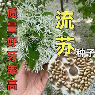 正宗流苏树种子油棘新采野生种子阳台庭院国宝级椴树四季耐寒