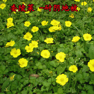 委陵菜种子翻白草白头翁种籽萎菱菜多年生耐阴地被耐寒四季室外种