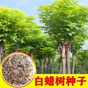 白蜡树种子多年生绿化苗木种籽简单易种生长较快白蜡树种子好种