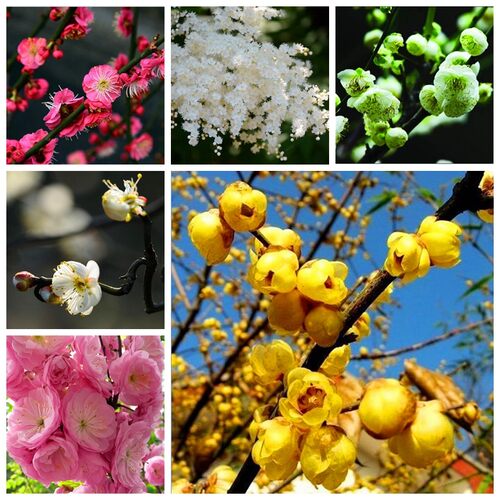 红梅/乌梅/绿梅/白梅/美人梅/素心梅/腊梅/梅花种子花卉林木种子 - 封面