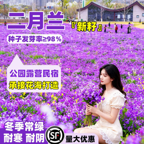 二月兰花种子诸葛菜四季易种开花耐阴花种籽秋播易活耐寒花卉种籽