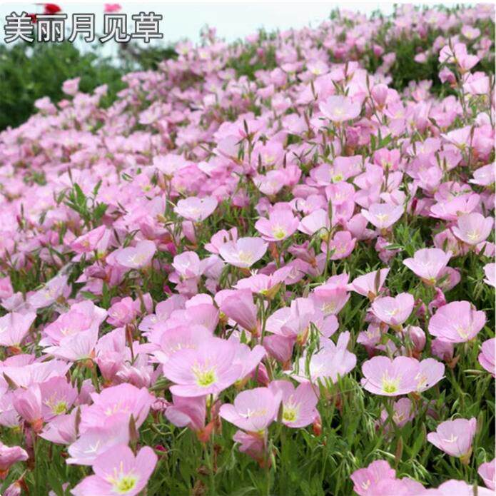 美丽月见草花种子四季播种开花易活花籽阳台花卉庭院室外花种籽子