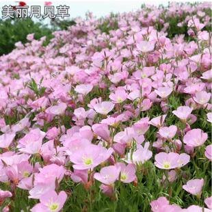 美丽月见草花种子四季播种开花易活花籽阳台花卉庭院室外花种籽子