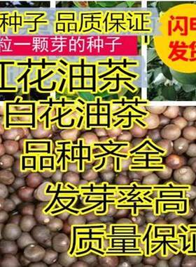 油茶种子 大果红花油茶种子 白花油茶 茶花山茶 茶树种子油茶树籽