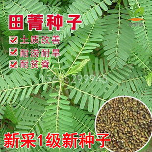 田箐种子果园土壤改善碱菁涝豆耐涝耐旱耐盐碱田青牧草绿肥种籽孑