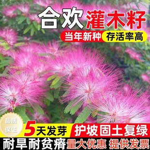 新采红花合欢种籽合欢种子银合欢种子合欢种子绒花树种子灌木种籽