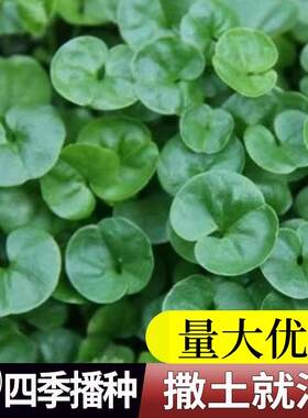 绿化铜钱草种子四季常青耐高温