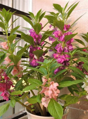 种子四季室内阳台盆栽植物花籽