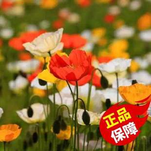 冰岛虞美人花种籽子耐寒好种易活开花易活太阳花籽虞美人种子室外