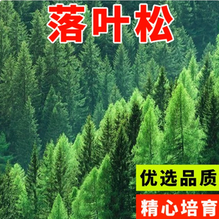 优质林木种落叶松种子四季长绿树种子日本落叶松种子黄花松种
