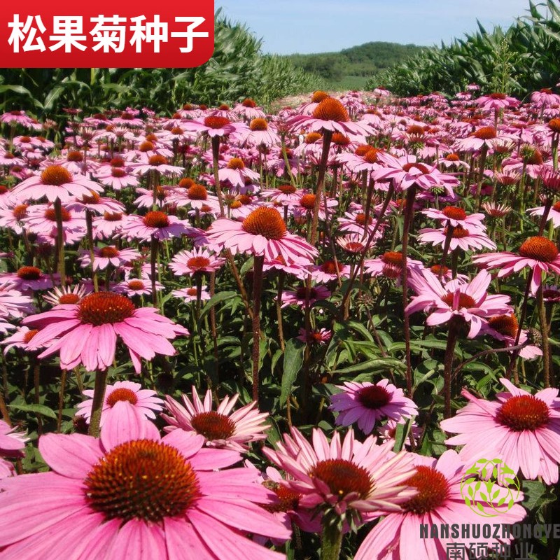 宿根景观工程绿化易活紫松果菊