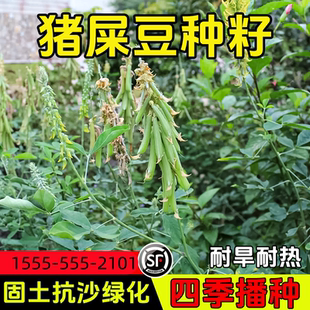 护坡灌木草种子猪屎豆紫穗槐盐肤木刺槐车桑子多花木兰胡枝子草籽