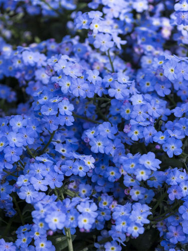 勿忘勿忘我种子籽好种易活