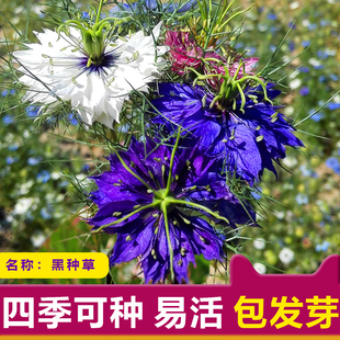 黑种草种子四季播种开花波斯宝石室外庭院易活阳台盆栽花种籽子