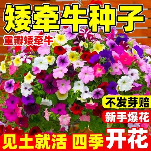 牵牛花种孑重瓣矮牵牛花四季播种开花垂吊喇叭花室内外盆栽花籽子