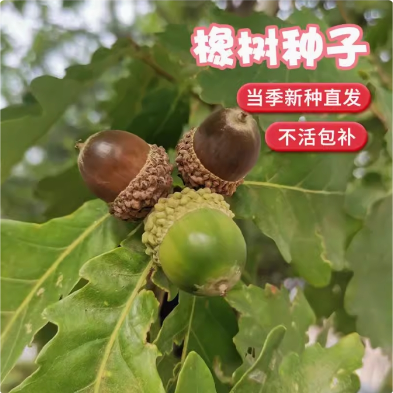 橡树种子砍烧柴火木青冈栎树橡子苗栗茧蒙古栎红橡树种子娜塔栎籽