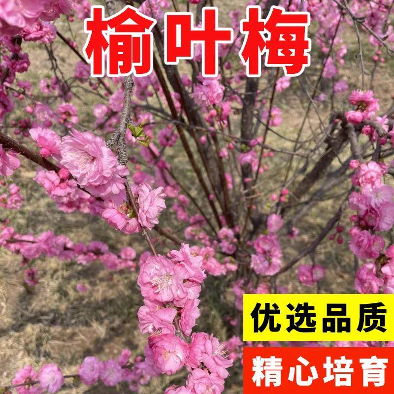 榆叶梅种子重瓣小桃红种籽庭院道路公园绿化苗灌木易活南北方耐寒