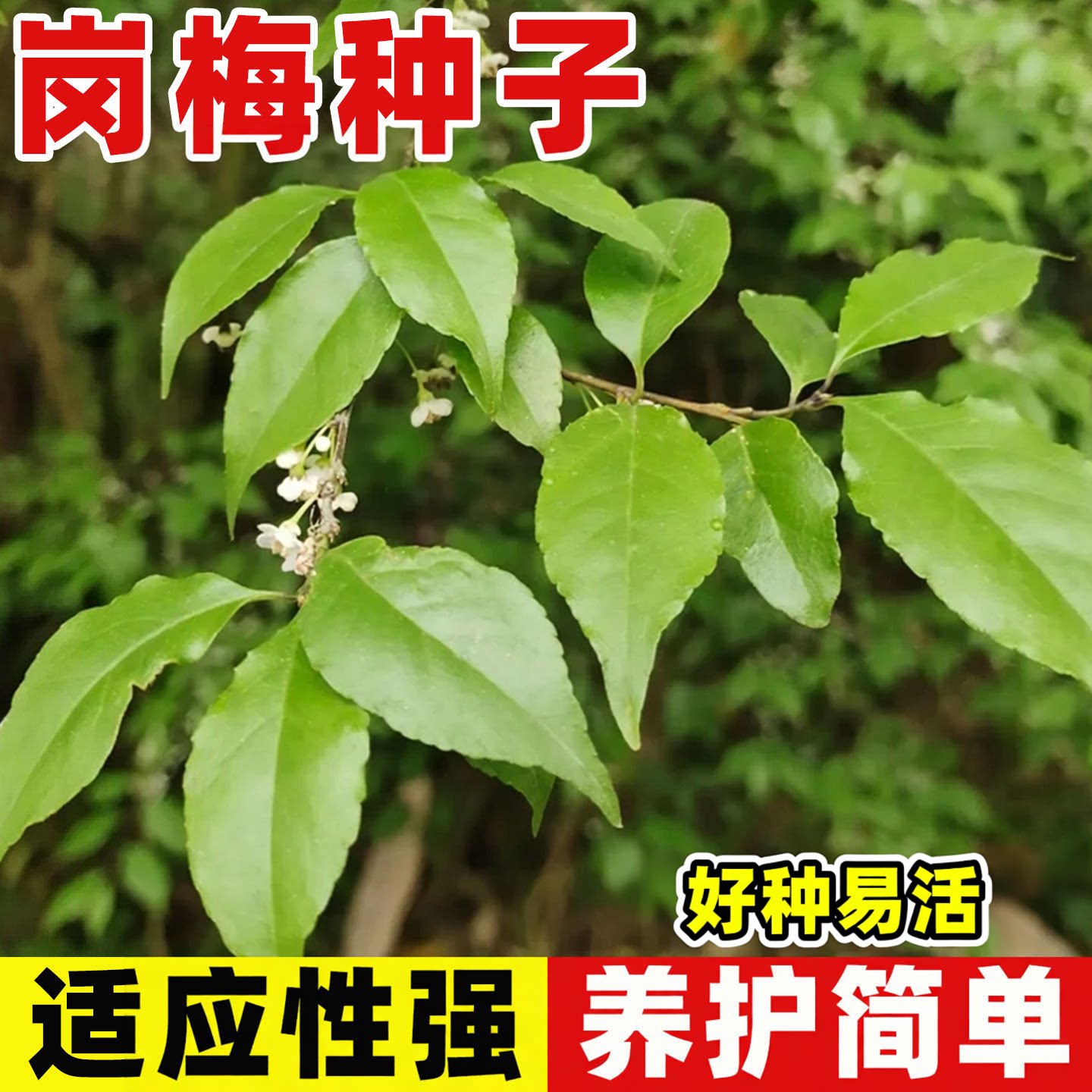 广西正宗岗梅种子称星树土甘草天星木百解茶山梅根树种植种子直发 - 实物图
